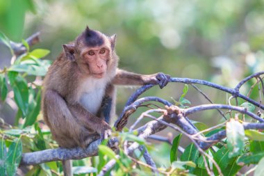 Maymun Asya Tayland
