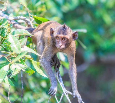 Monkey in Asia Thailand clipart