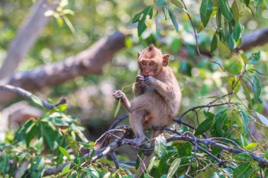 Maymun Asya Tayland
