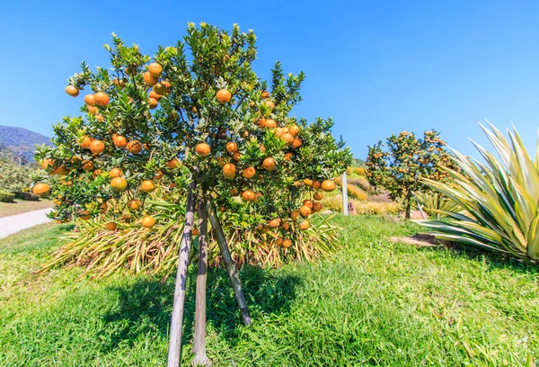 Ripe tangerines tree — Stock Photo, Image