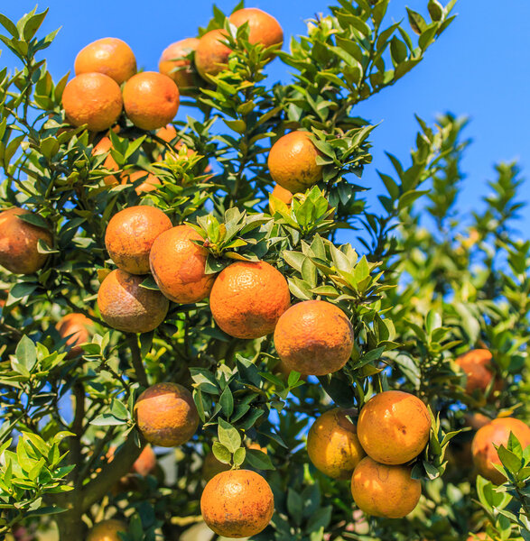 спелые мандарины
