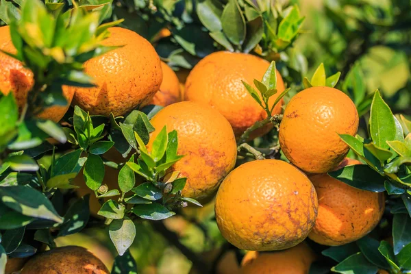 Reife Mandarinen — Stockfoto