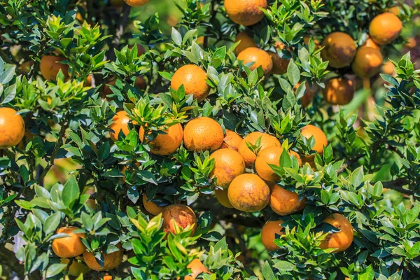 Tangerinas maduras árvore — Fotografia de Stock