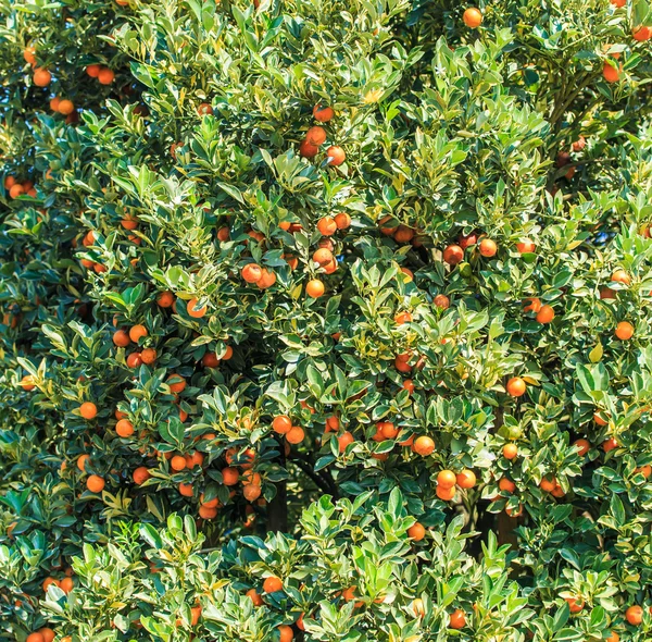 Tangerinas maduras árvore — Fotografia de Stock