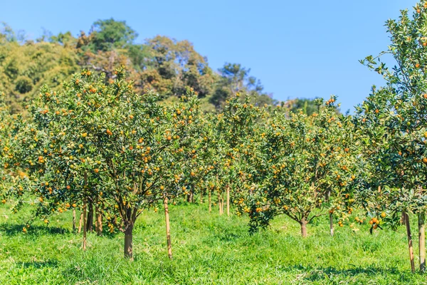 Árbol maduro de mandarinas — Foto de Stock