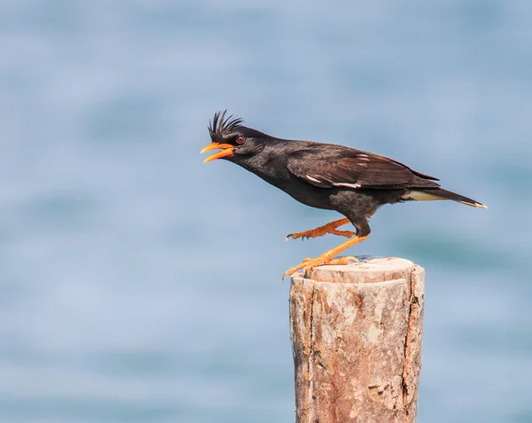 Acridotheres bird inThailand — Stock Photo, Image