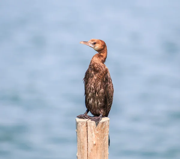 Aalscholver vogeltje — Stockfoto