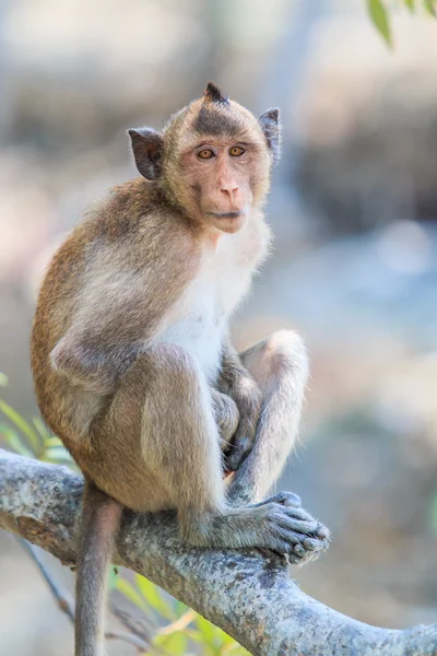 Monkey in Asia Thailand — Stock Photo, Image