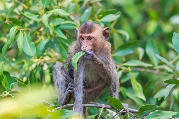 Macaco na Ásia Tailândia — Fotografia de Stock