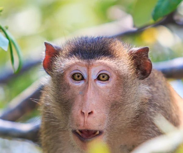 猴子在亚洲泰国 — 图库照片