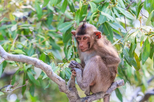 Monkey in Asia Thailand — Stock Photo, Image