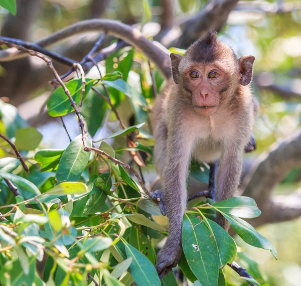 Monkey in Asia Thailand — Stock Photo, Image