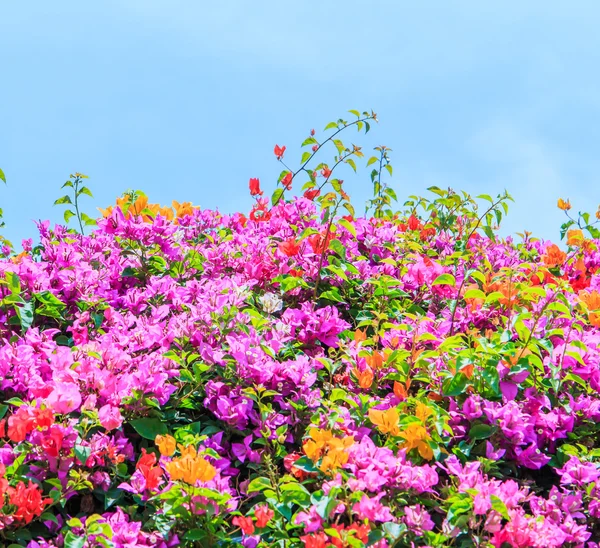 Blommande bougainvillea blommor — Stockfoto