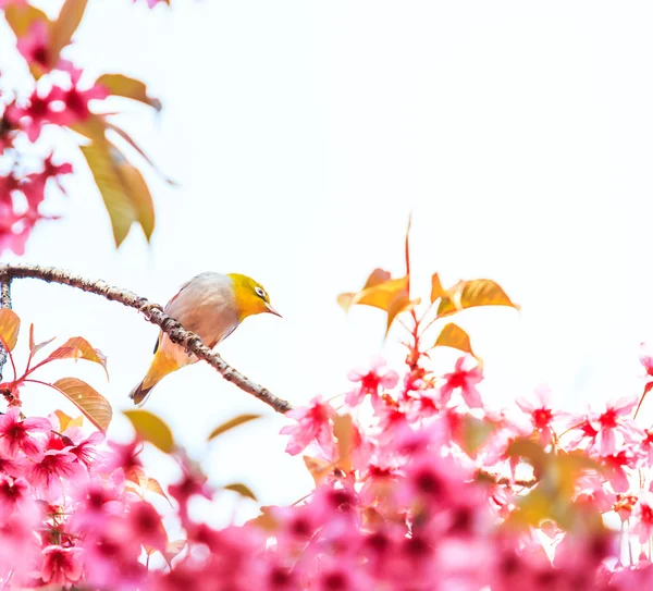 Pták na višňovém květu — Stock fotografie