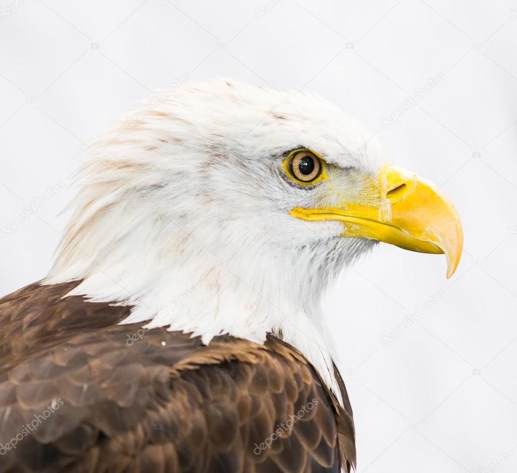 American Bald Eagle  bird
