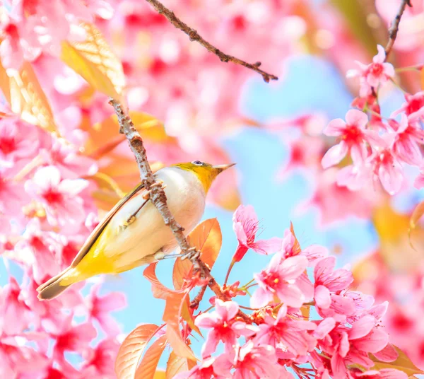 Pássaro em flor de cereja — Fotografia de Stock