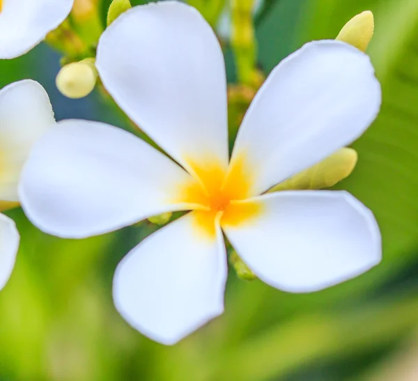 Plumeria flores en el árbol —  Fotos de Stock