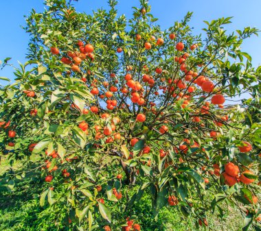 Olgun mandalina ağacı
