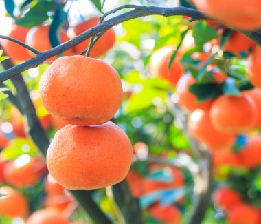 Olgun mandalina ağacı