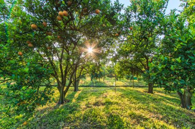 Portakal ağaçları Vadisi