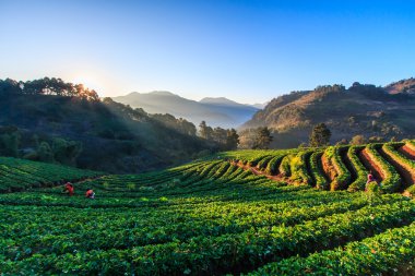 Tayland çilek Bahçe