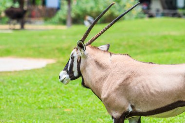 Gemsbok antilop hayvan