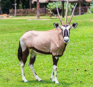 Gemsbok antilop hayvan