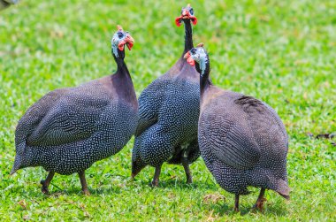 Guineafowl chickens on grass clipart