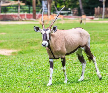 Gemsbok antilop hayvan