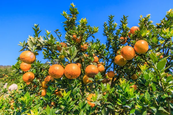 Ripe tangerines tree — Stock Photo, Image