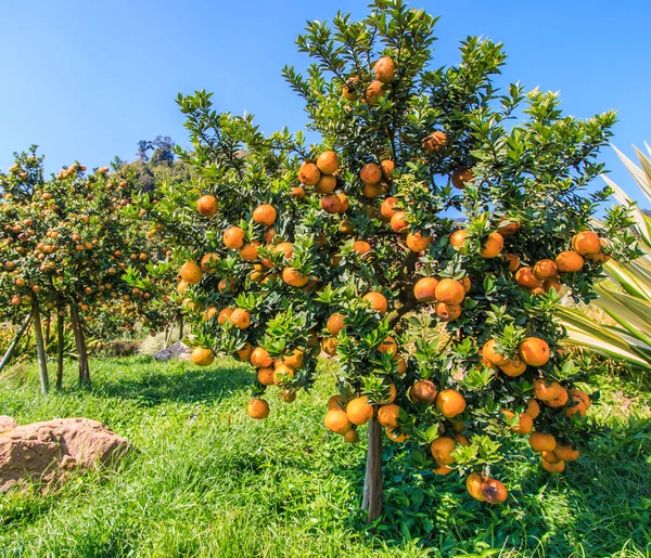 Ripe tangerines tree — Stock Photo, Image