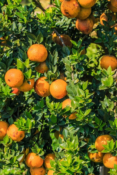Albero di mandarini maturi — Foto Stock