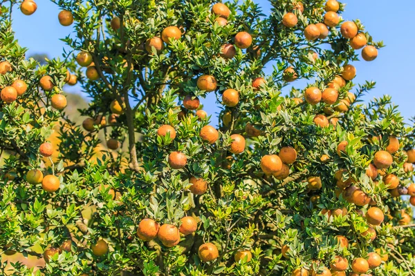 Albero di mandarini maturi — Foto Stock