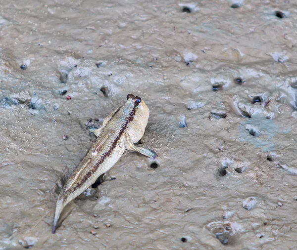 Mudskipper animal in Thailand — Stock Photo, Image