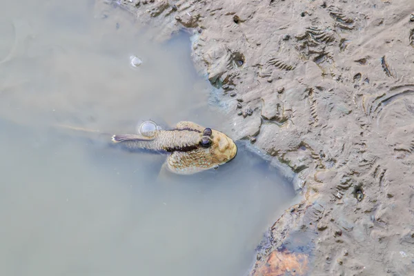 Mudskipper animal en Tailandia — Foto de Stock