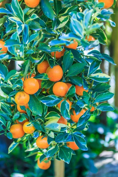 Ripe tangerines tree — Stock Photo, Image