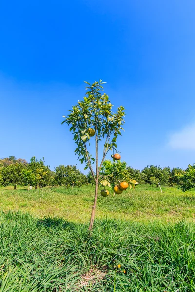 Árbol maduro de mandarinas —  Fotos de Stock