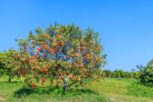 Ripe tangerines tree — Stock Photo, Image