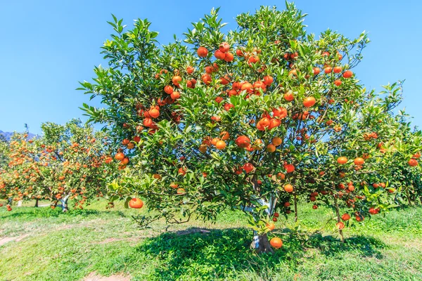 Ripe tangerines tree — Stock Photo, Image