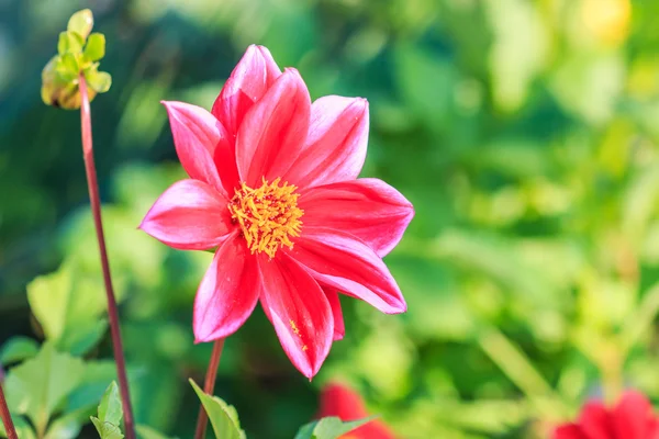 Квітка барвисті жоржин — стокове фото