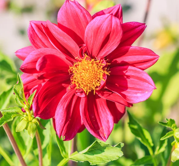 Fleur de dahlia colorée — Photo