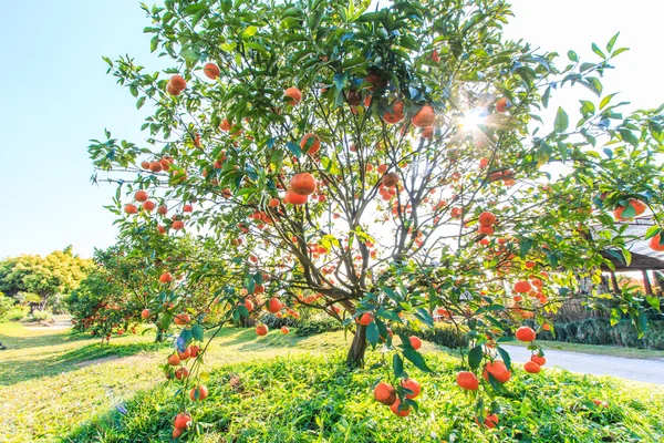 Érett Tangerine tree — Stock Fotó