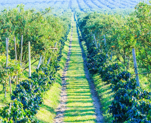 Orange trees valley — Stock Photo, Image