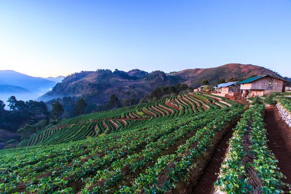 Giardino di fragole in Thailandia — Foto Stock