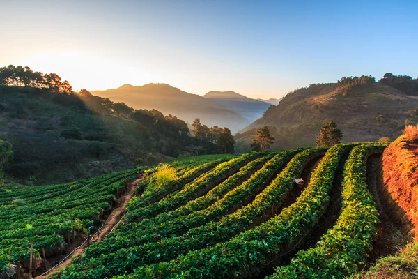 Strawberry garden in Thailand — Stock Photo, Image