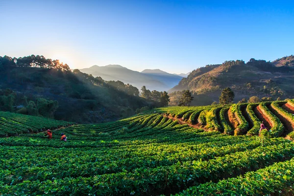 Erdbeergarten in Thailand — Stockfoto