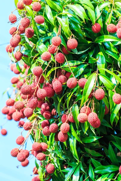 Ripe Lychee fruits — Stock Photo, Image