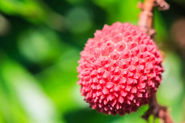 Frutas maduras de lichi — Foto de Stock