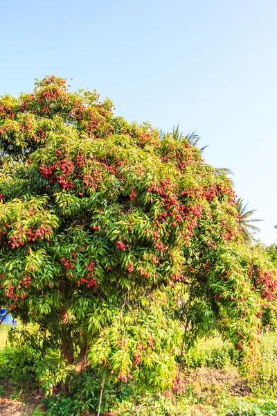 Rijp lychee vruchten — Stockfoto