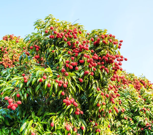 Ripe Lychee fruits — Stock Photo, Image